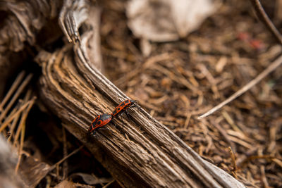 Close-up of insect on wood