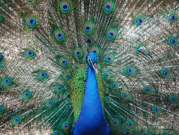 Close-up of peacock