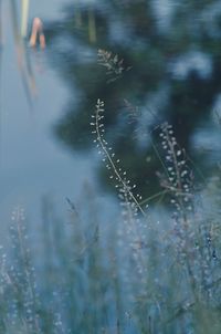 Close-up of grass in lake