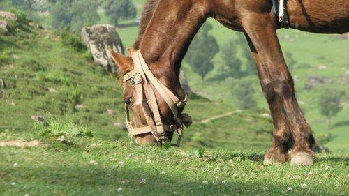 Horse in a field