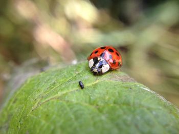 Close-up of ladybug on leaf