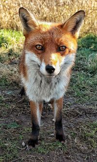 Portrait of fox standing on grass