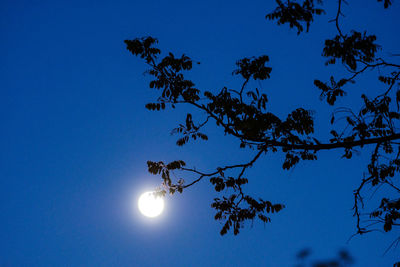 Low angle view of tree against blue sky