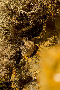 View of bird perching on rock