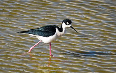 Bird in a lake