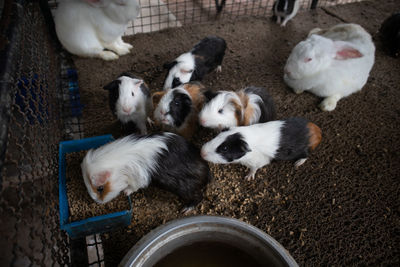 High angle view of dogs