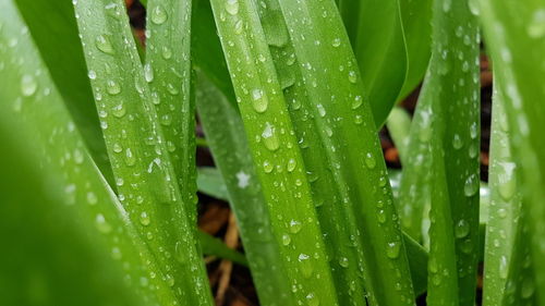 Close-up of leaves