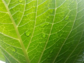 Full frame shot of green leaves