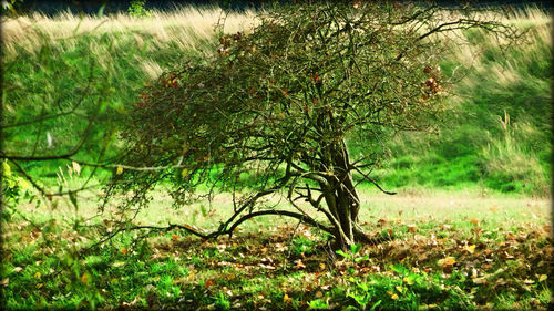 Trees and plants growing on field