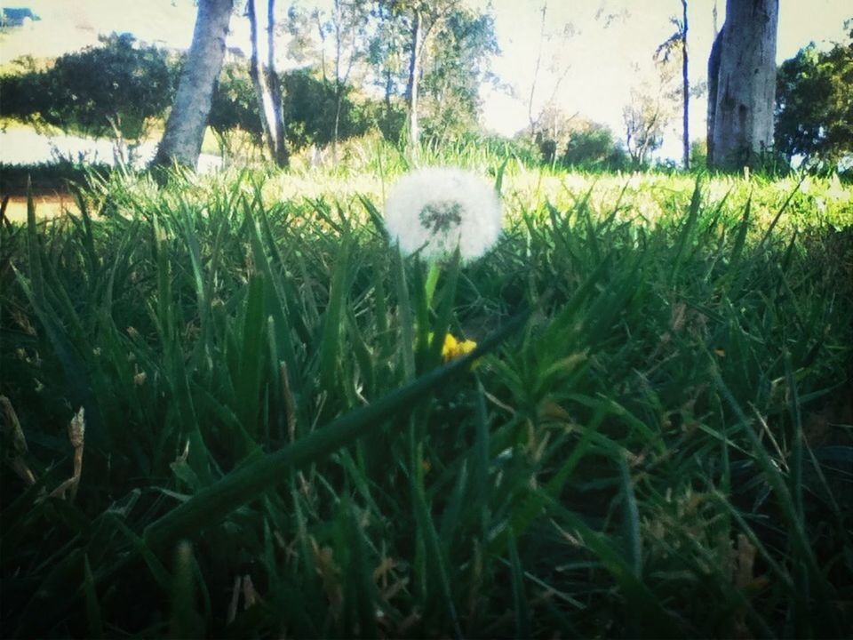 grass, field, growth, grassy, green color, tree, plant, nature, lawn, sunlight, day, outdoors, park - man made space, beauty in nature, no people, building exterior, flower, tranquility, built structure, one animal