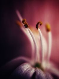 Close-up of purple flower