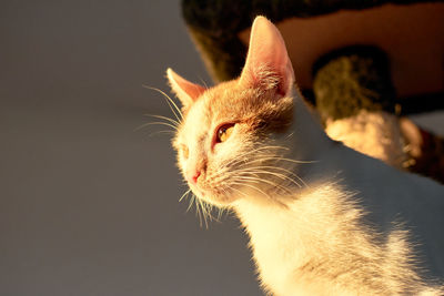 Close-up of a cat looking away