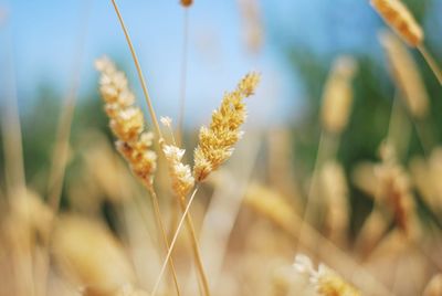 Close-up of wheat growing on field