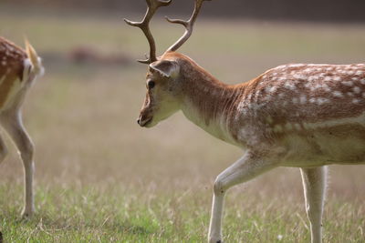 Close-up of deer on field