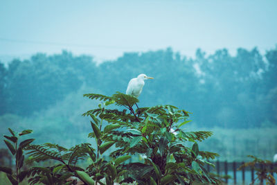 Bird perching on tree against sky