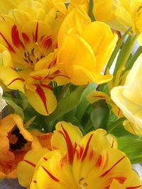 Close-up of yellow flowers