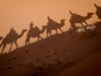 Shadow of people riding camels at desert