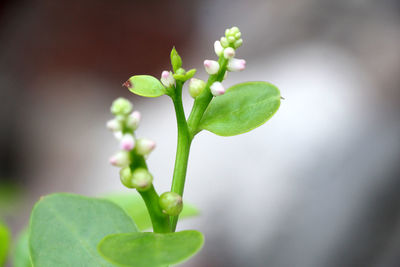 Close-up of plant