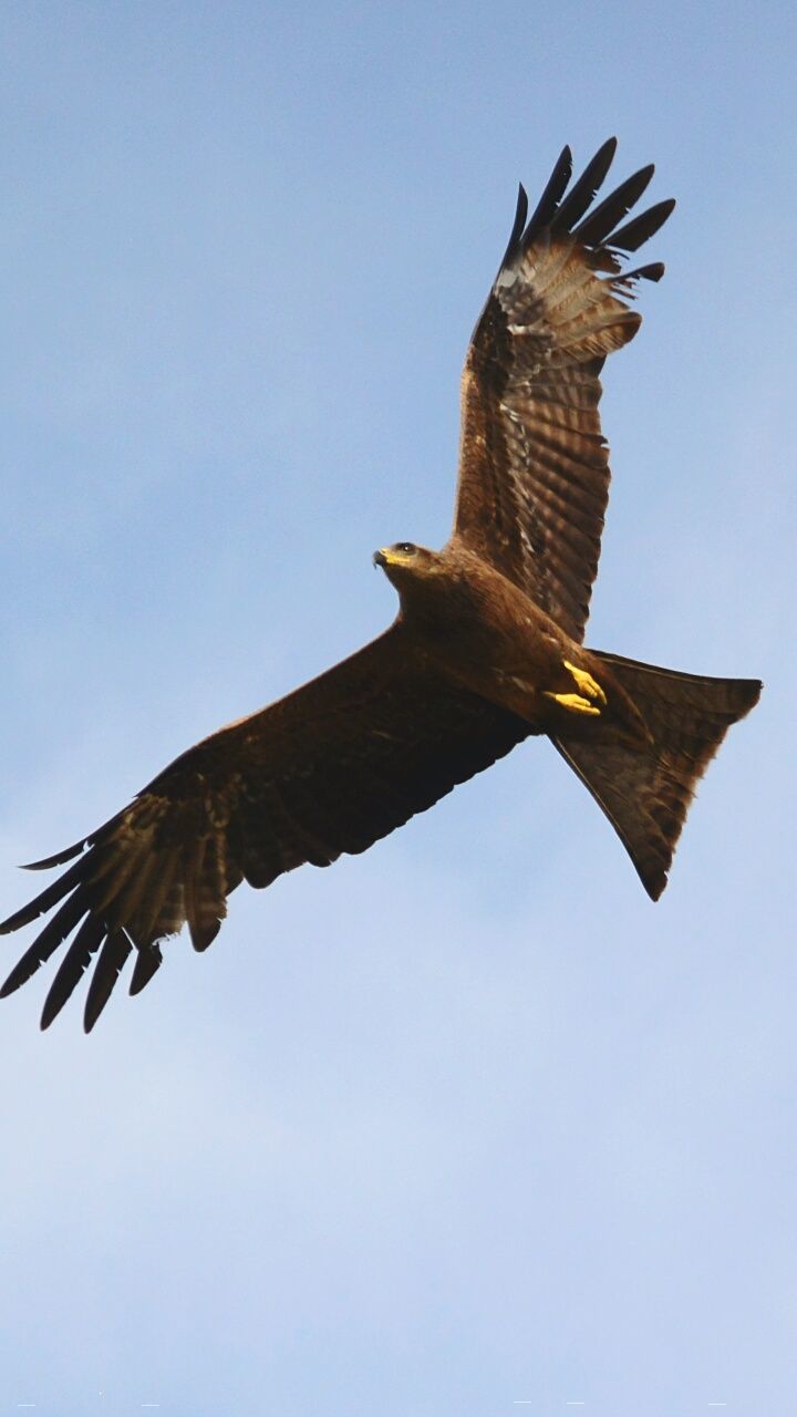 flying, low angle view, bird, clear sky, spread wings, animal themes, animals in the wild, wildlife, copy space, sky, one animal, blue, mid-air, day, no people, outdoors, nature, animal wing, flight, sunlight