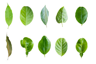 Directly above shot of leaves against white background