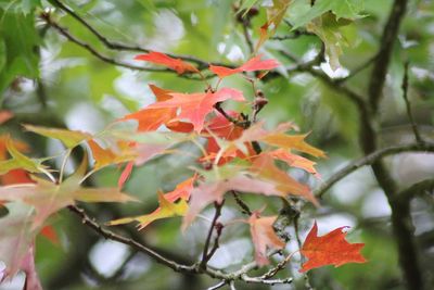 Close-up of maple leaves on plant