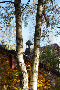 Low angle view of trees against sky