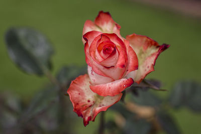 Close-up of red rose blooming outdoors