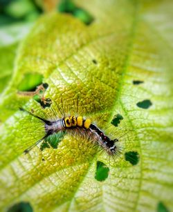 Close-up of insect on leaf