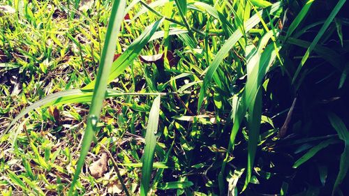 Plants growing on field