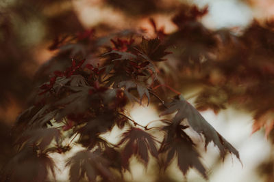 Low angle view of maple leaves on tree