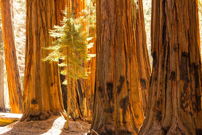 View of trees in forest