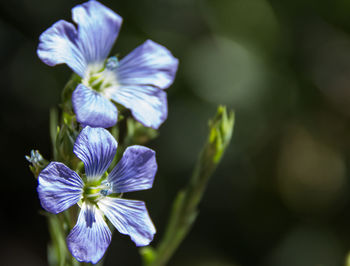 Close-up of purple flowering plant