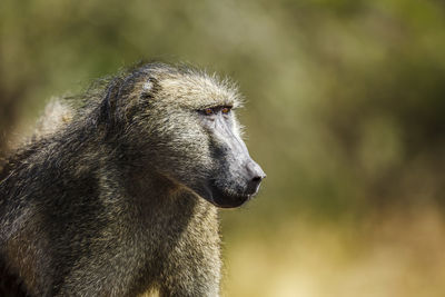 Close-up of monkey