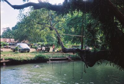 View of trees by river