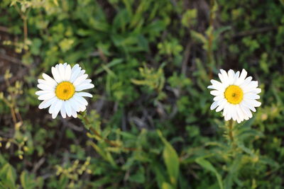 Close-up of white flower blooming outdoors