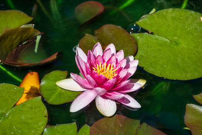 Close-up of white water lily