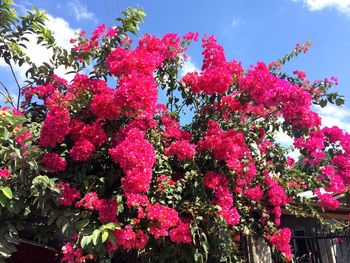 Low angle view of pink flowers blooming on tree