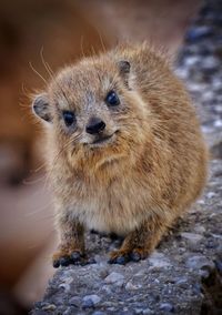 Close-up of hyrax looking at camera