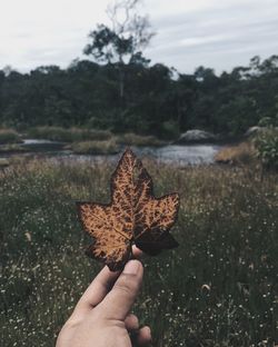 Cropped image of hand holding autumn leaf