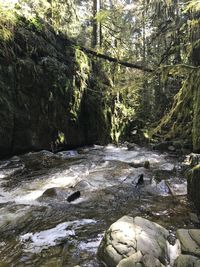 Scenic view of waterfall in forest