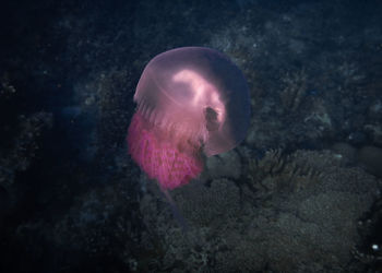 Close-up of jellyfish swimming underwater