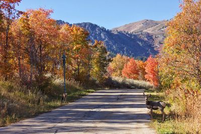 Dirt road amidst trees during autumn