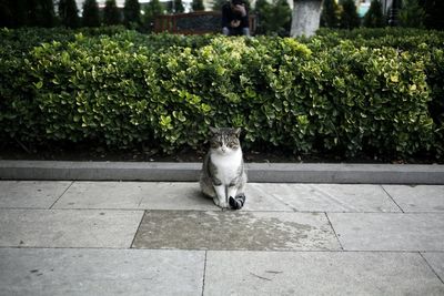 Portrait of cat sitting against plants