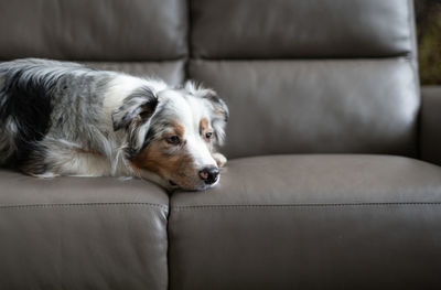 A blue merle australian shepherd is lying on a gray leather sofa. fluffy dog in the apartment.