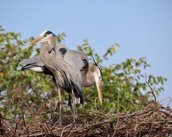 Mated pair of great blue herons nesting