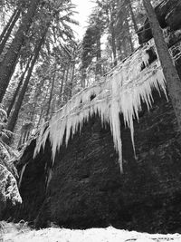Low angle view of icicles on trees in forest during winter