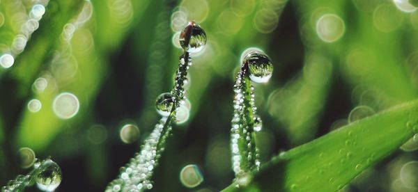 Close-up of wet plant