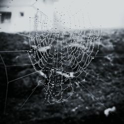 Close-up of spider web