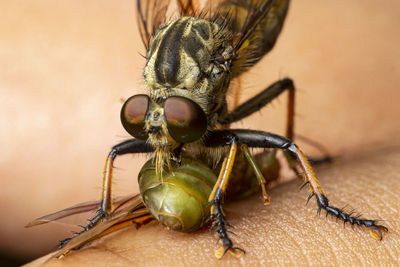 Close-up of fly. robber fly eating. predator animal