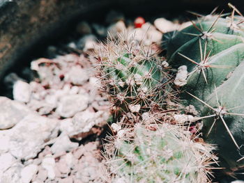 Close-up of cactus plant